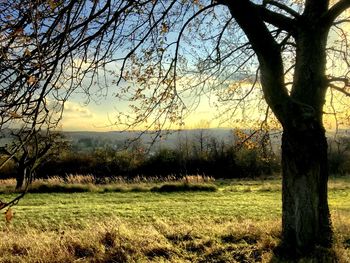 Trees on field against sky