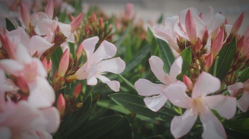 Close-up of pink flowering plants
