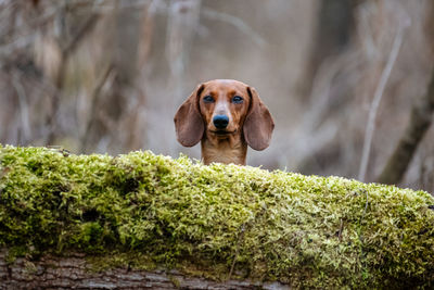 Portrait of dog