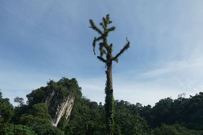 Dead tree over blue sky