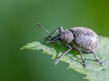 Close-up of insect on leaf