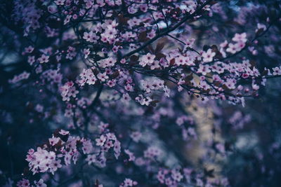 Pink cherry blossoms in spring