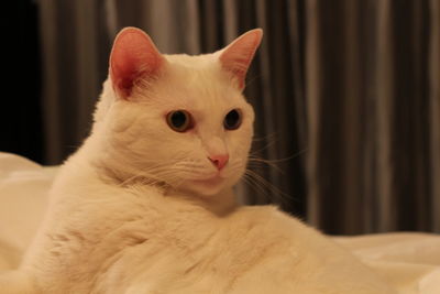 Close-up portrait of cat