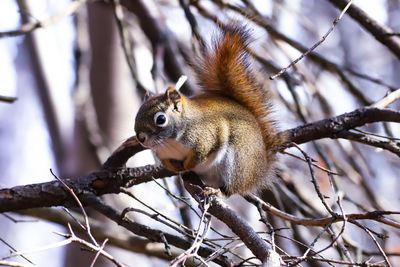 Low angle view of squirrel on tree