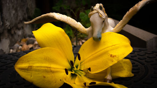 Close-up of yellow flowering plant