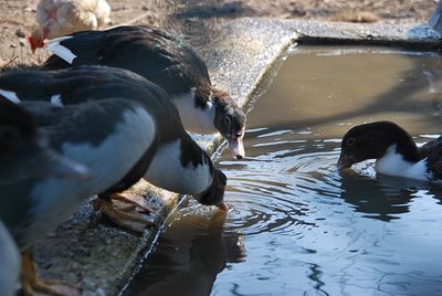 View of ducks swimming in lake