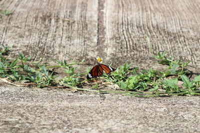 Close-up of butterfly on road