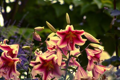 Close-up of pink flowering plant