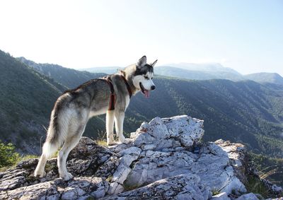 Dog standing on rock