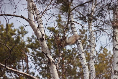 Low angle view of bare tree against sky