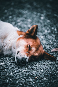 Close-up of a dog sleeping