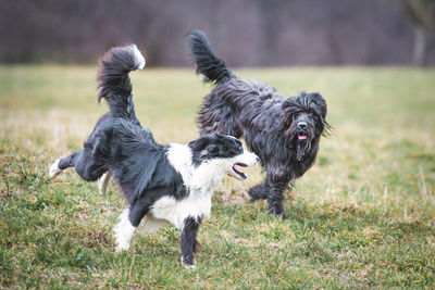 Dogs running on grassy field