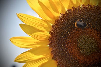 Close-up of sunflower