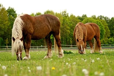 Horses grazing in a field