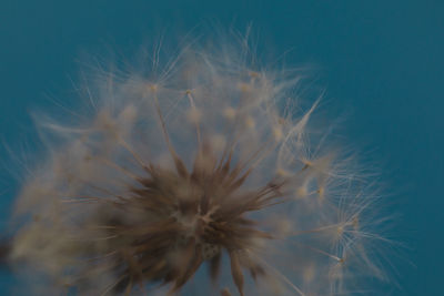 Close-up of dandelion on plant