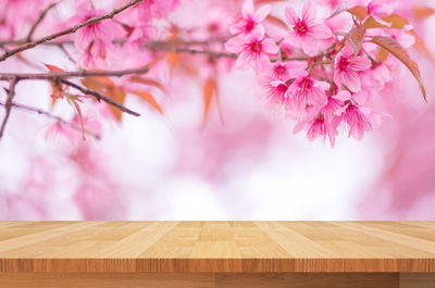 Close-up of pink flowering plants on table
