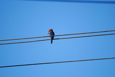 Low angle view of bird perching on cable against clear blue sky