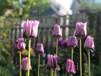 Close-up of pink flowering plants