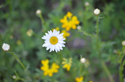 Close-up of yellow flowering plant