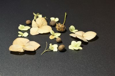 High angle view of various flowers against black background
