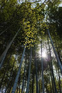 Low angle view of sunlight streaming through trees in forest