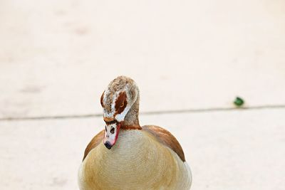 Close-up of a bird on the beach