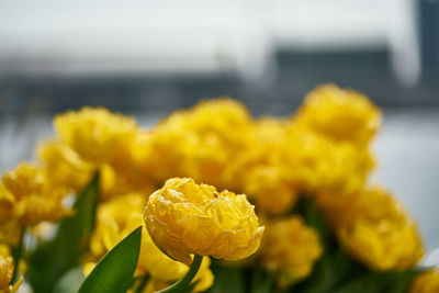 Close-up of yellow rose plant