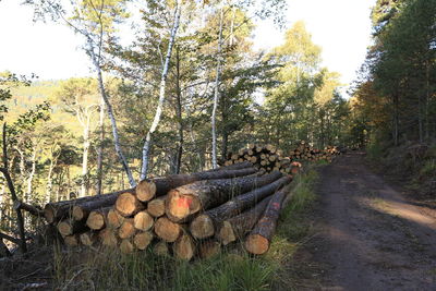 Stack of logs against trees