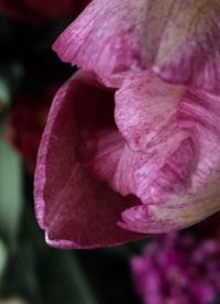 Close-up of pink flower