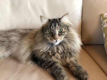 Portrait of cat lying on sofa