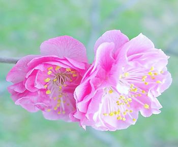 Close-up of pink rose flower