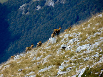 Chamois on steep rock face