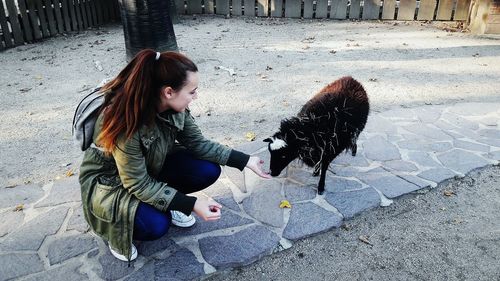 Young woman crouching by sheep on footpath