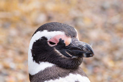 Close-up of a bird