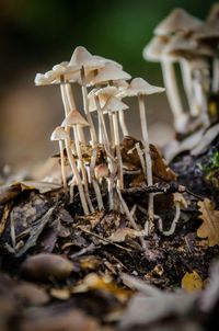 Close-up of fungus growing on tree trunk