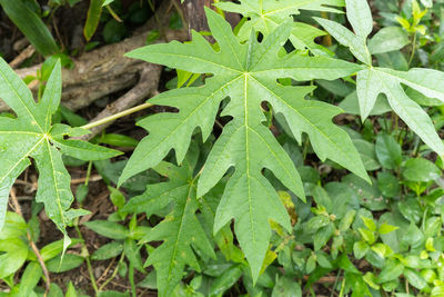 High angle view of plant growing on field