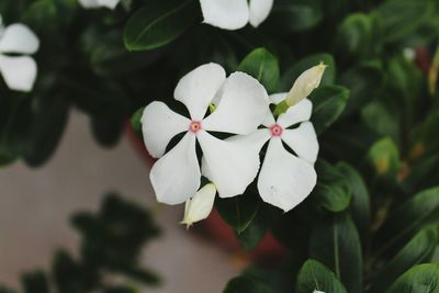 Close-up of white flowers