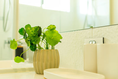 Close-up of potted plant on table at home