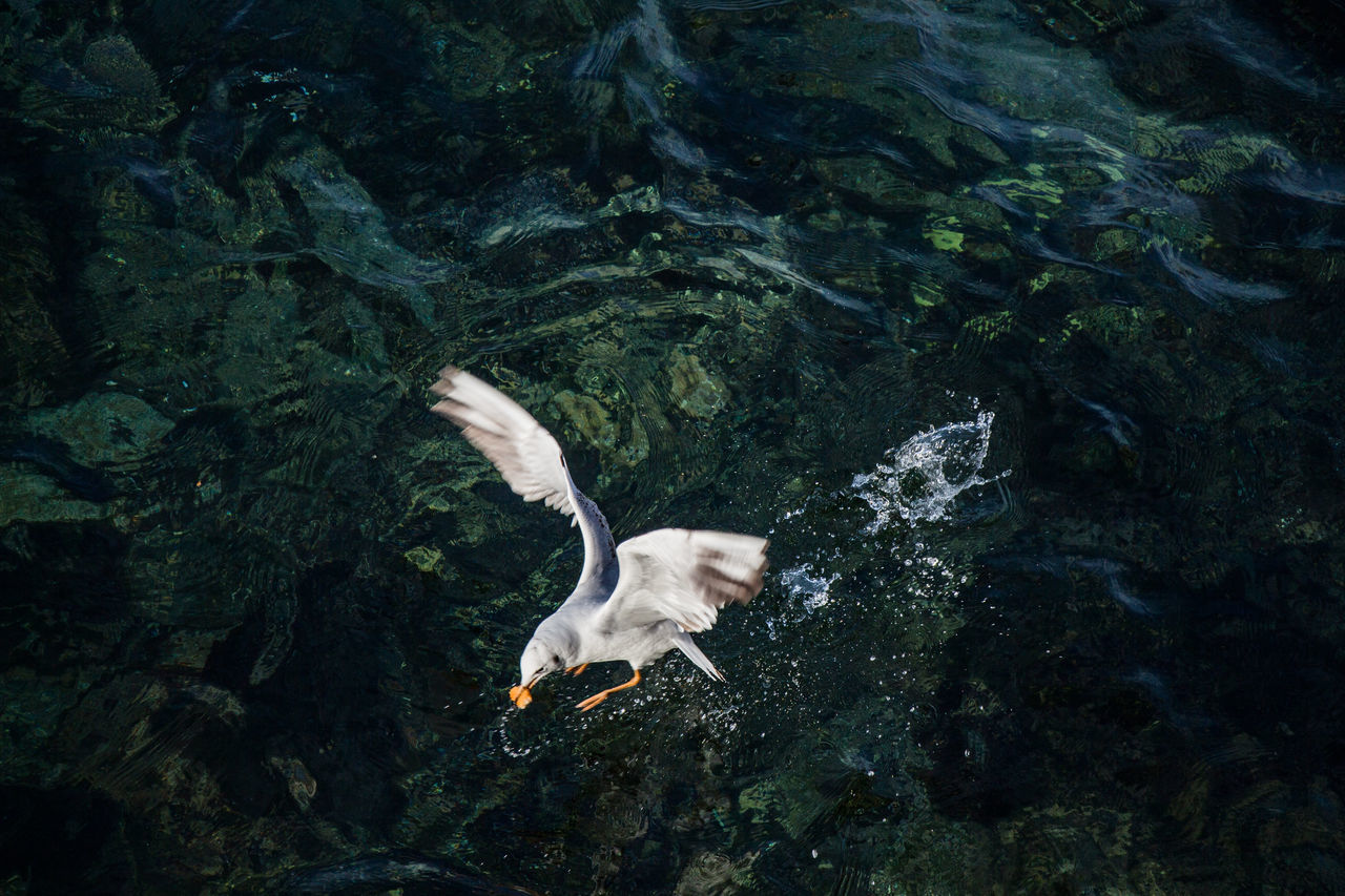 HIGH ANGLE VIEW OF SEAGULL FLYING IN A ROCK