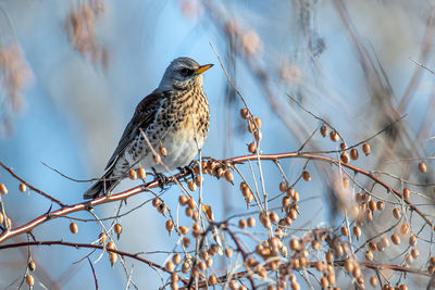 Close-up of bird perching on branch