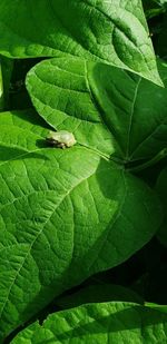 High angle view of leaves