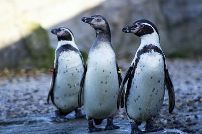 Close-up of penguins standing on snow