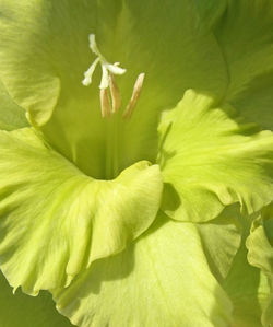 Close-up of yellow flowering plant leaves