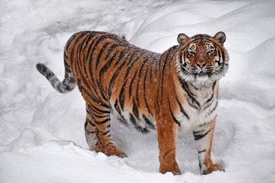 Tiger in snow