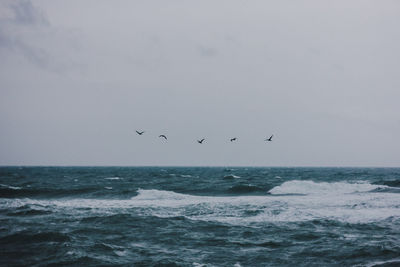 Birds flying over sea against sky