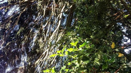 Low angle view of tree