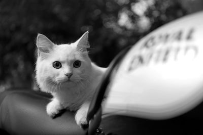 Close-up portrait of kitten