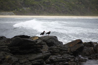 People on rocks by sea