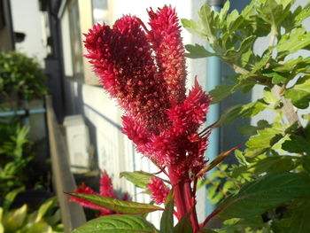 Close-up of pink flower