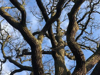 Low angle view of bare tree against sky